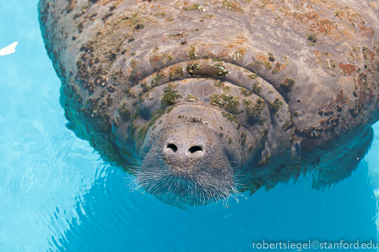 manatee